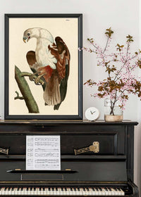 Vintage Pondicherry Eagle Bird Print