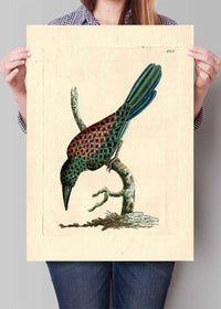 Vintage Great Jacamar Bird Print