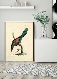 Vintage Great Jacamar Bird Print