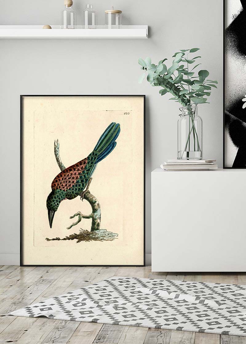 Vintage Great Jacamar Bird Print