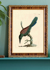 Vintage Great Jacamar Bird Print