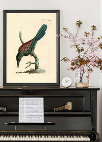Vintage Great Jacamar Bird Print