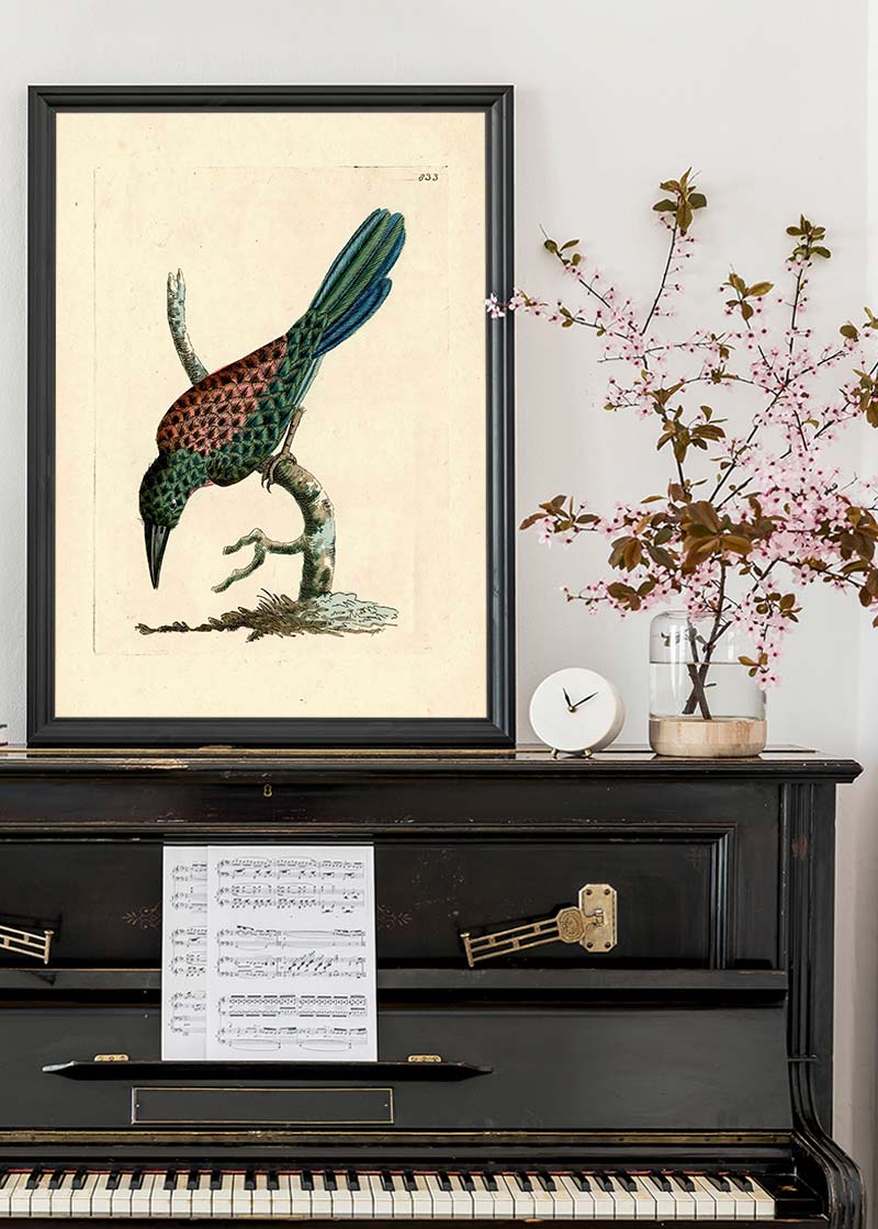 Vintage Great Jacamar Bird Print