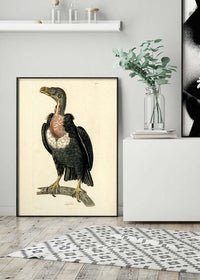 Vintage Alpine Vulture Print