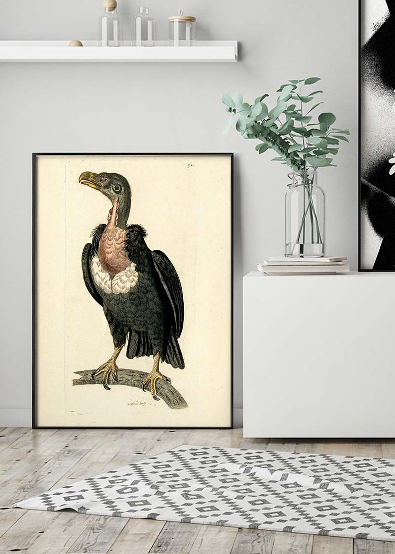 Vintage Alpine Vulture Print