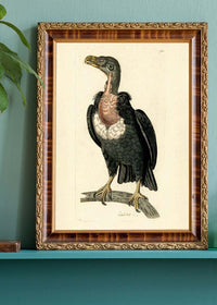 Vintage Alpine Vulture Print