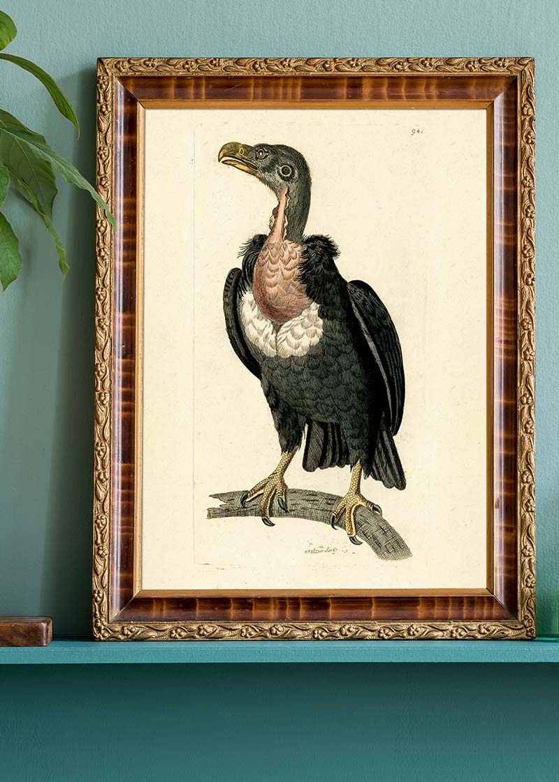 Vintage Alpine Vulture Print