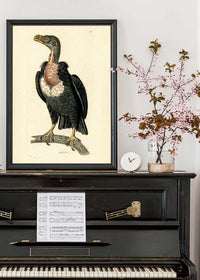 Vintage Alpine Vulture Print