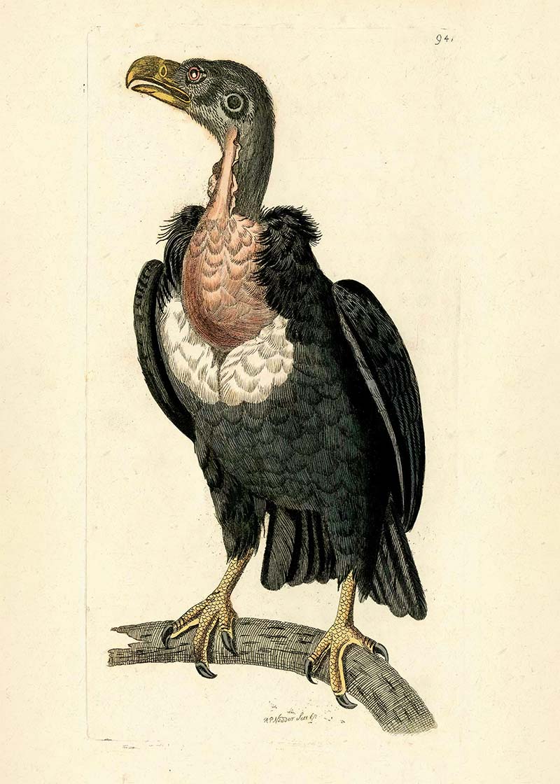 Vintage Alpine Vulture Print