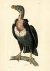 Vintage Alpine Vulture Print