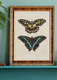 Vintage Butterflies Print