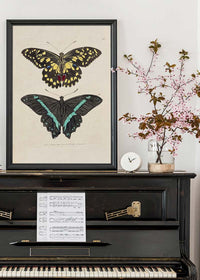 Vintage Butterflies Print