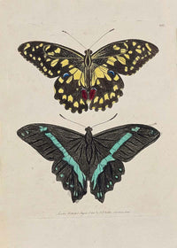 Vintage Butterflies Print