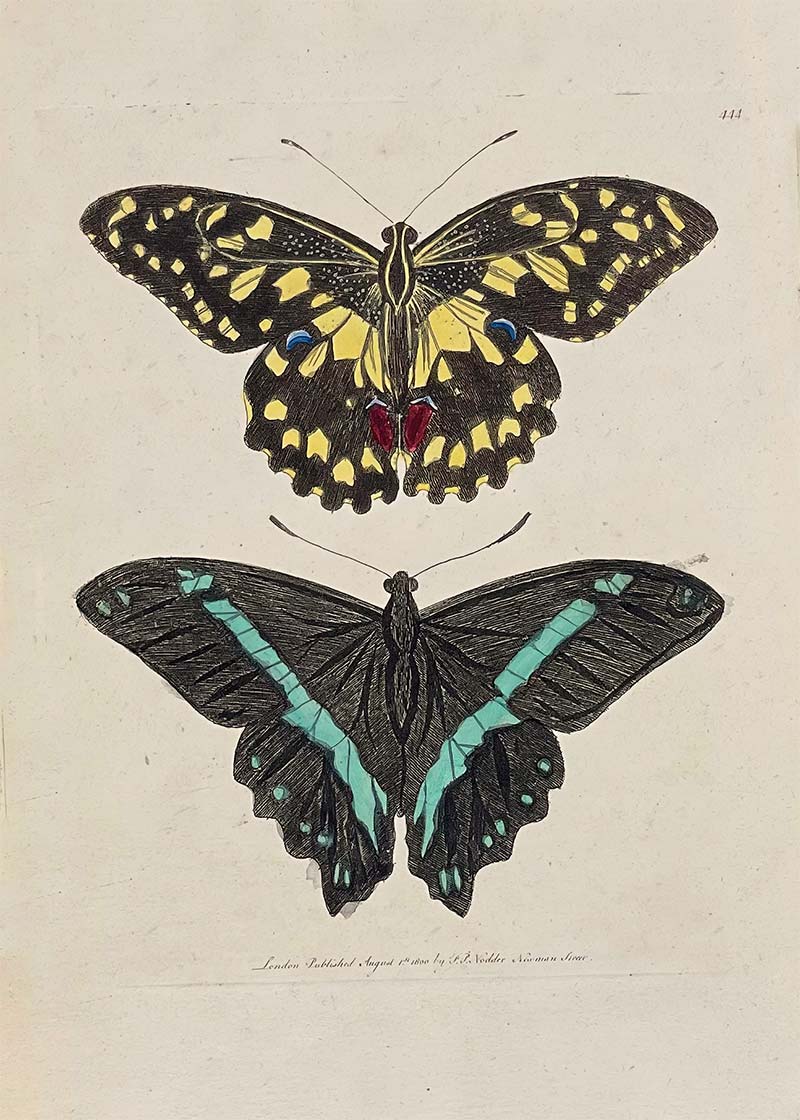 Vintage Butterflies Print