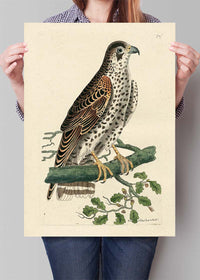 Vintage Falcon Bird Print