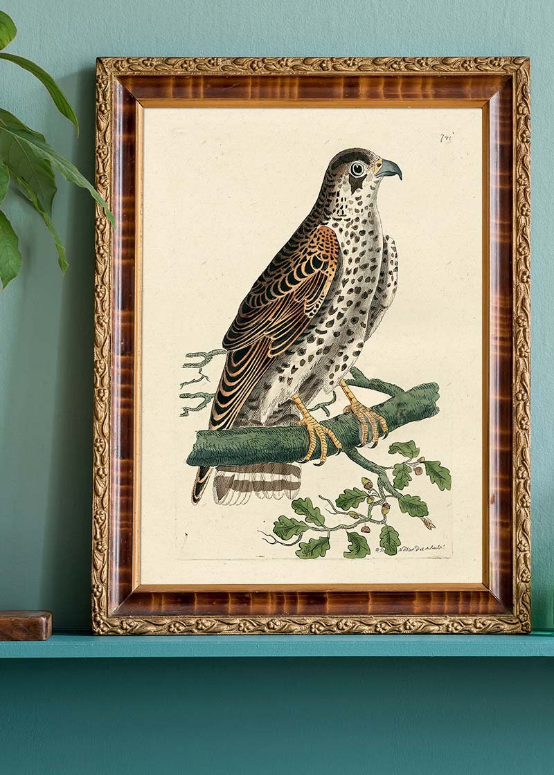 Vintage Falcon Bird Print