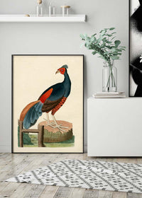 Vintage Fire-Backed Pheasant Bird Print