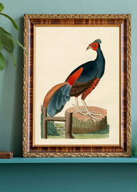 Vintage Fire-Backed Pheasant Bird Print