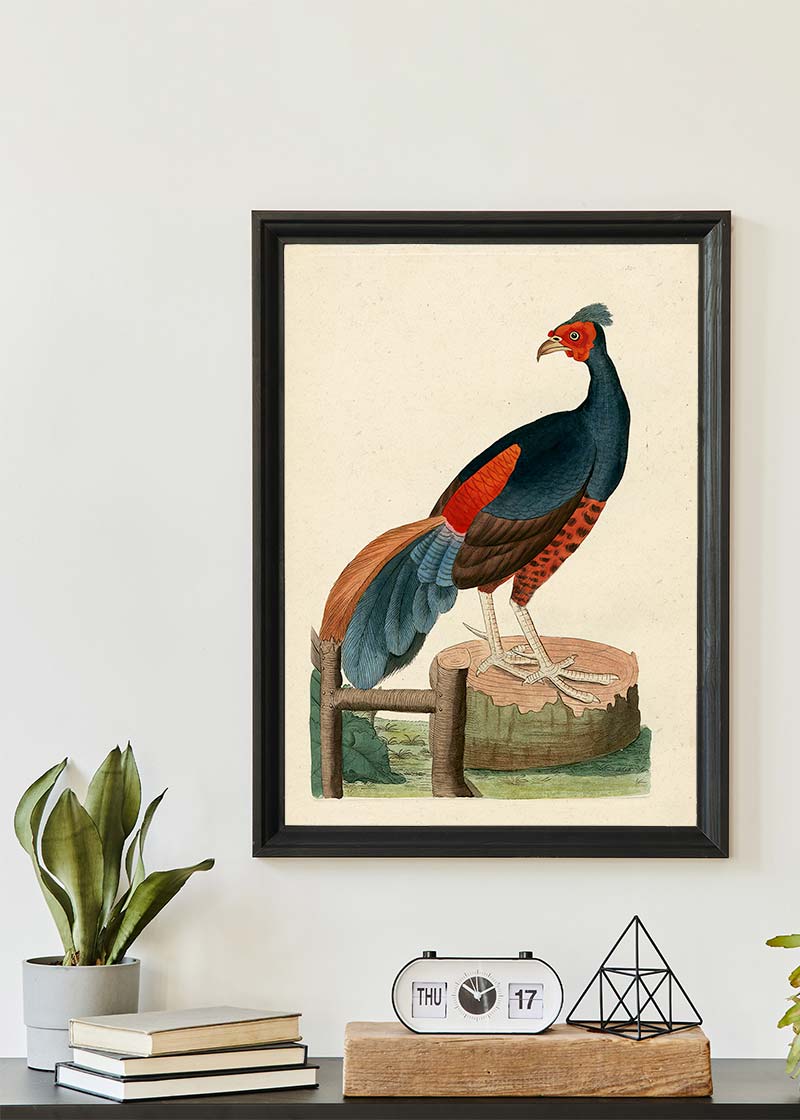 Vintage Fire-Backed Pheasant Bird Print