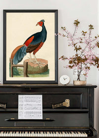 Vintage Fire-Backed Pheasant Bird Print