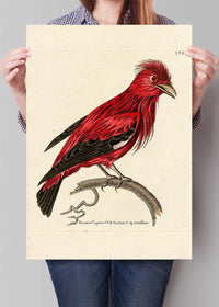 Vintage Crimson Chatterer Bird Print