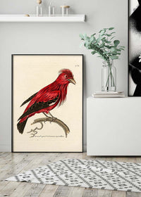 Vintage Crimson Chatterer Bird Print