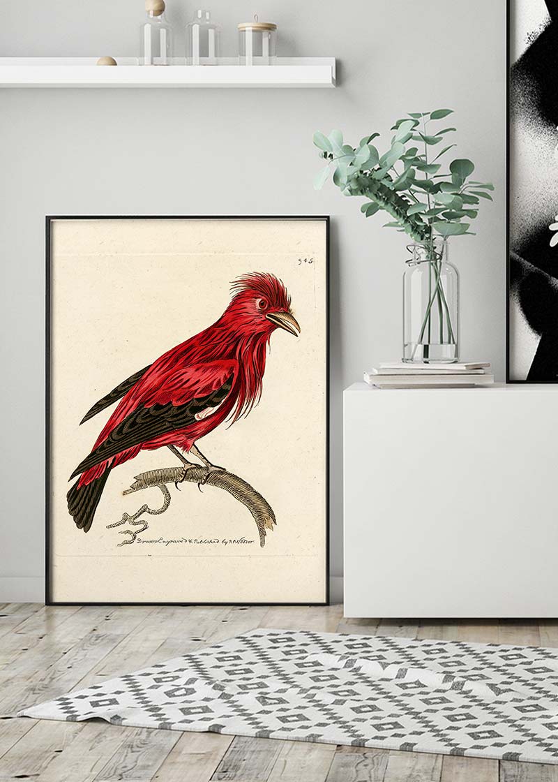 Vintage Crimson Chatterer Bird Print
