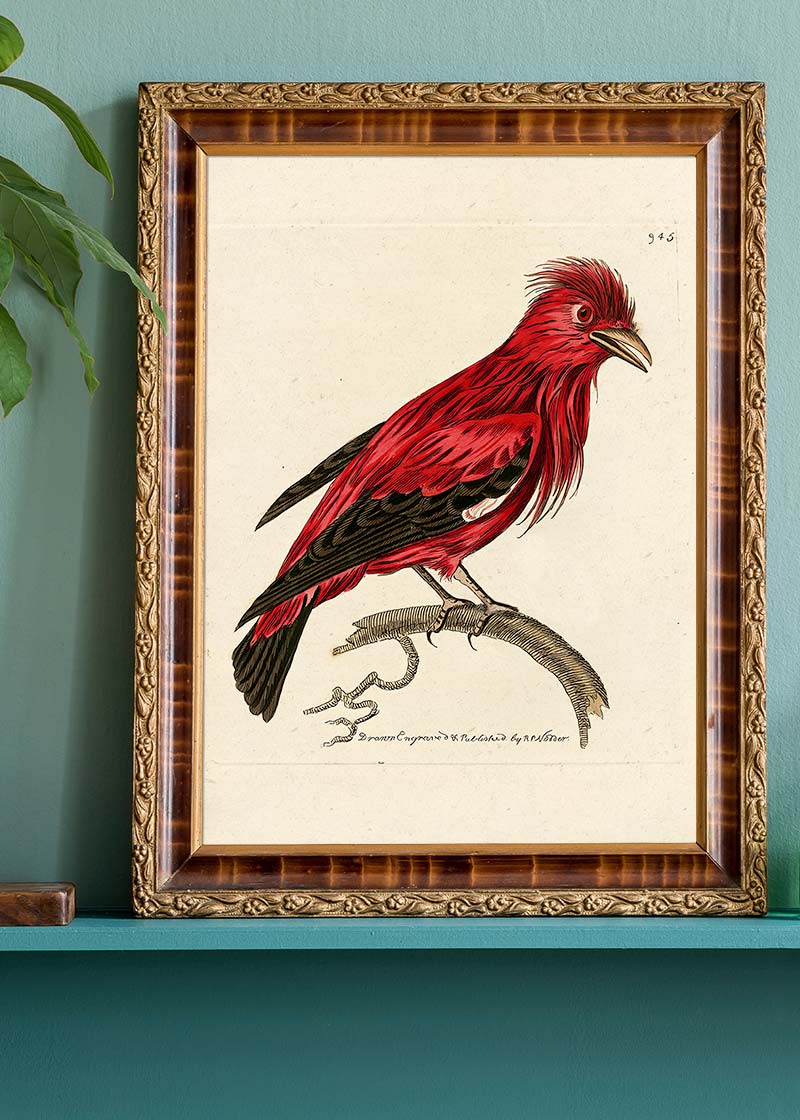 Vintage Crimson Chatterer Bird Print