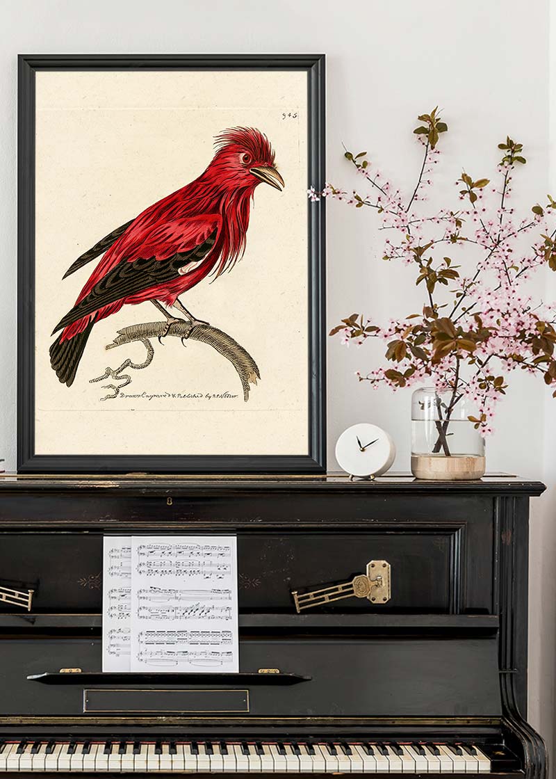 Vintage Crimson Chatterer Bird Print