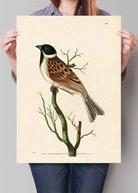 Vintage Ludovician Grossbeak