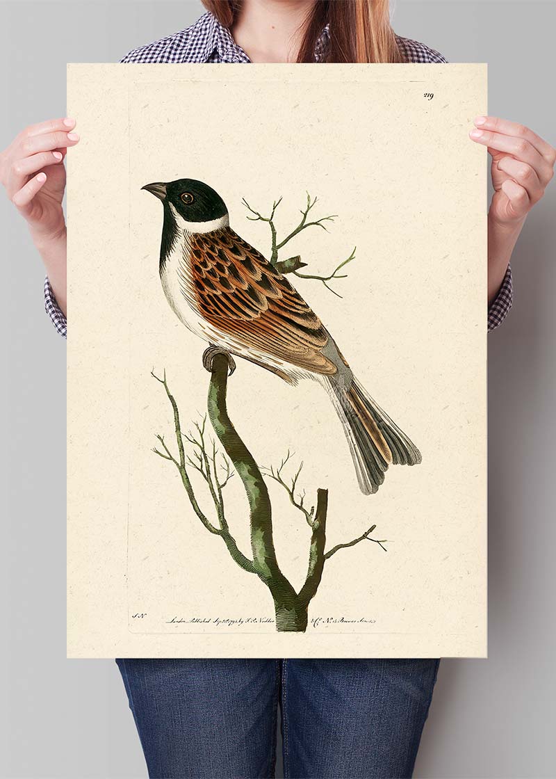 Vintage Ludovician Grossbeak