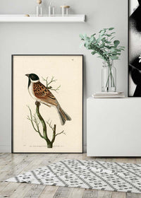 Vintage Ludovician Grossbeak