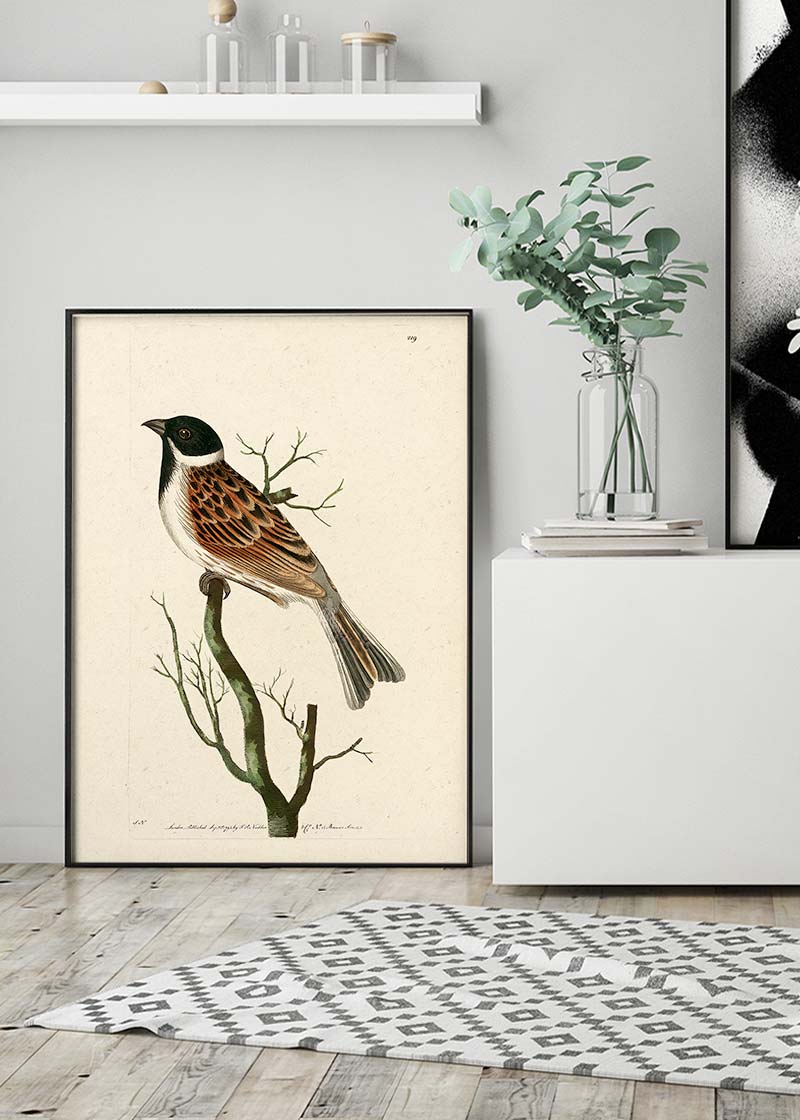 Vintage Ludovician Grossbeak
