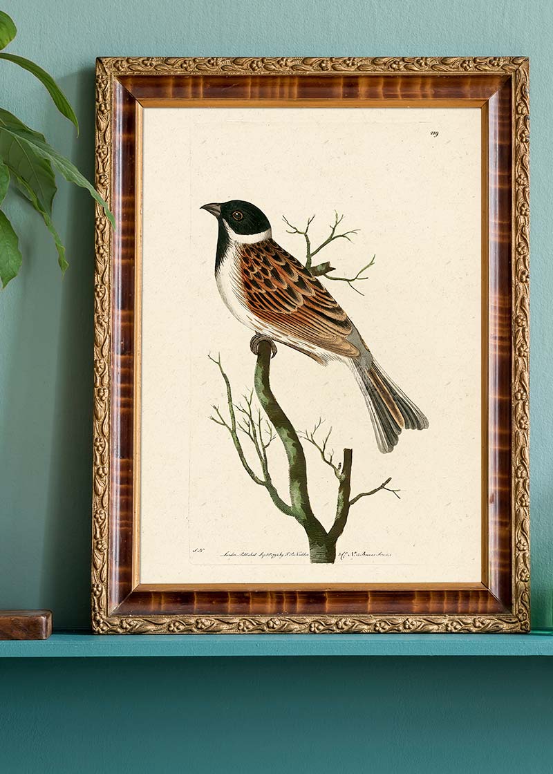 Vintage Ludovician Grossbeak
