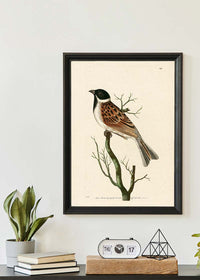Vintage Ludovician Grossbeak