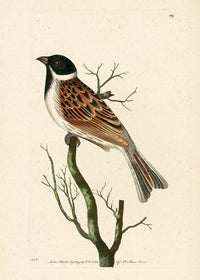 Vintage Ludovician Grossbeak