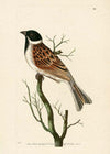 Vintage Ludovician Grossbeak