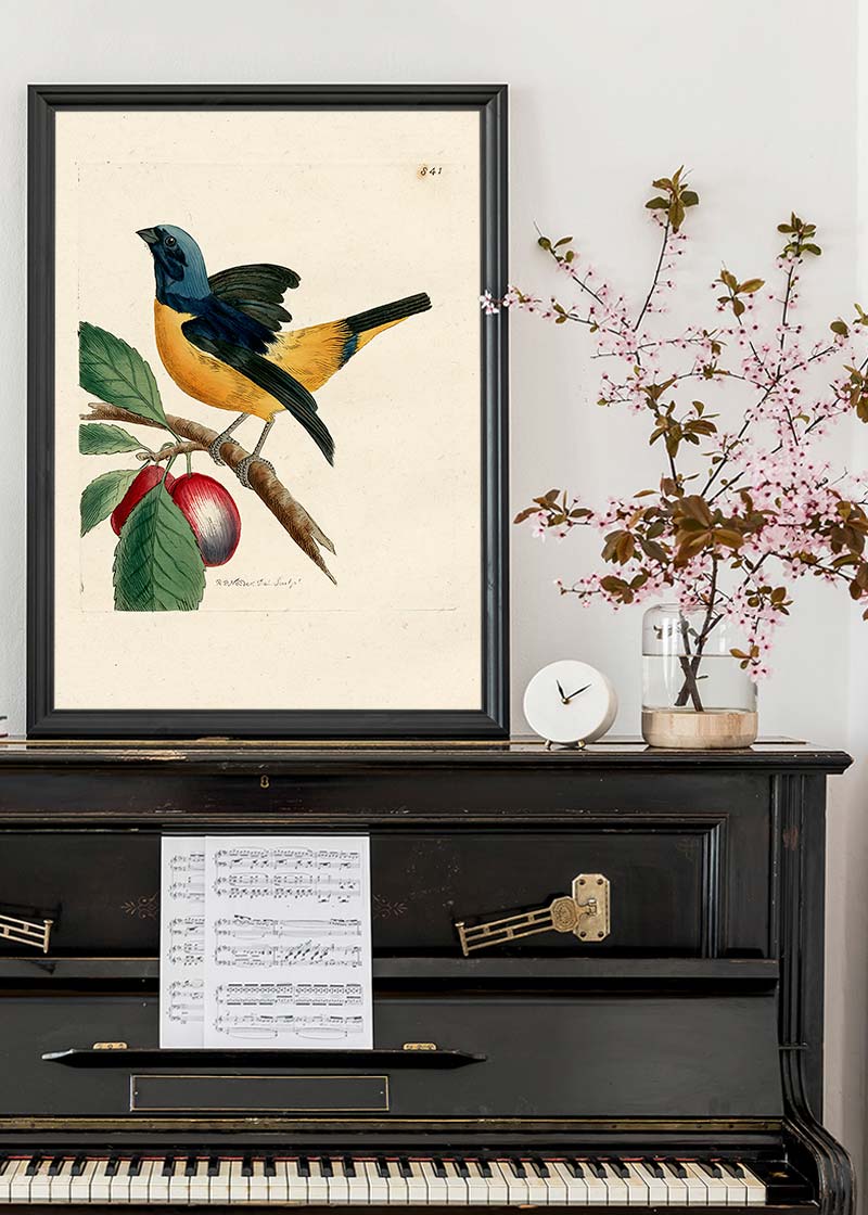 Vintage Musical Manakin