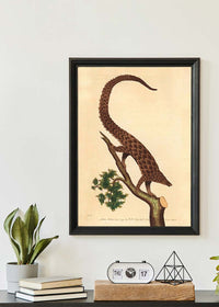 Vintage Long Tailed Pangolin