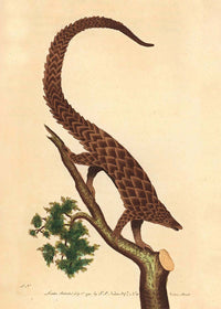 Vintage Long Tailed Pangolin