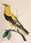 Vintage Golden Oriole
