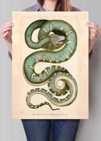 Vintage Canine Boa Snake Print
