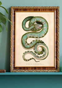 Vintage Canine Boa Snake Print