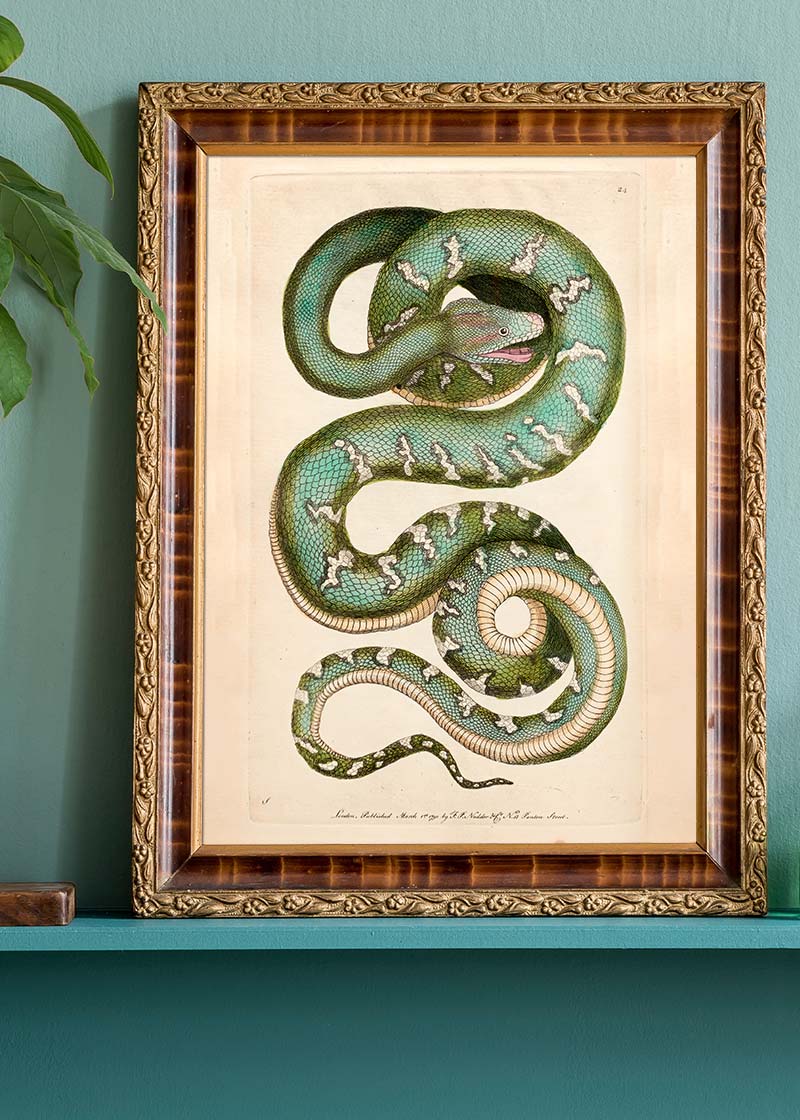 Vintage Canine Boa Snake Print