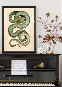 Vintage Canine Boa Snake Print