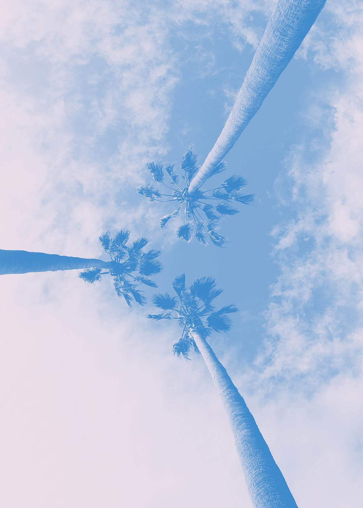 Palm Trees Pink Blend Print