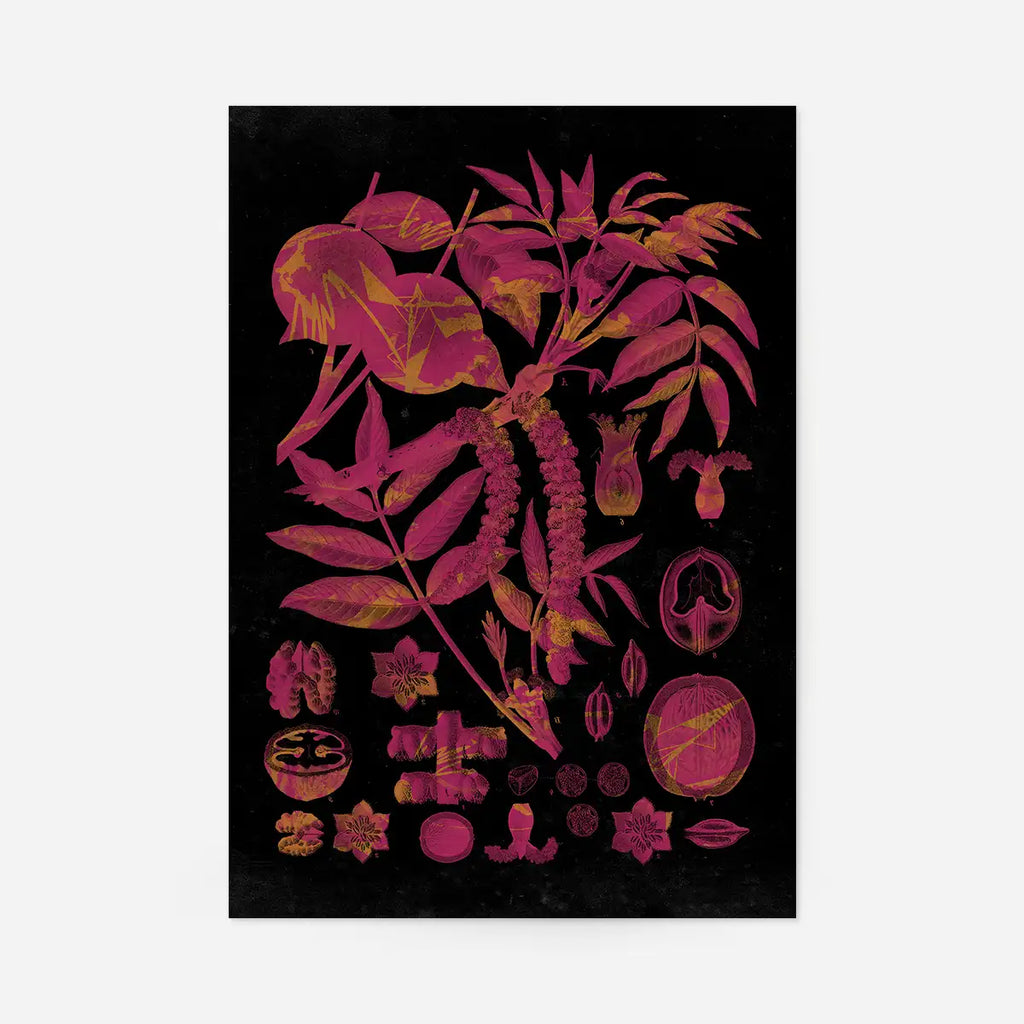 Vintage Walnut Botanical Print