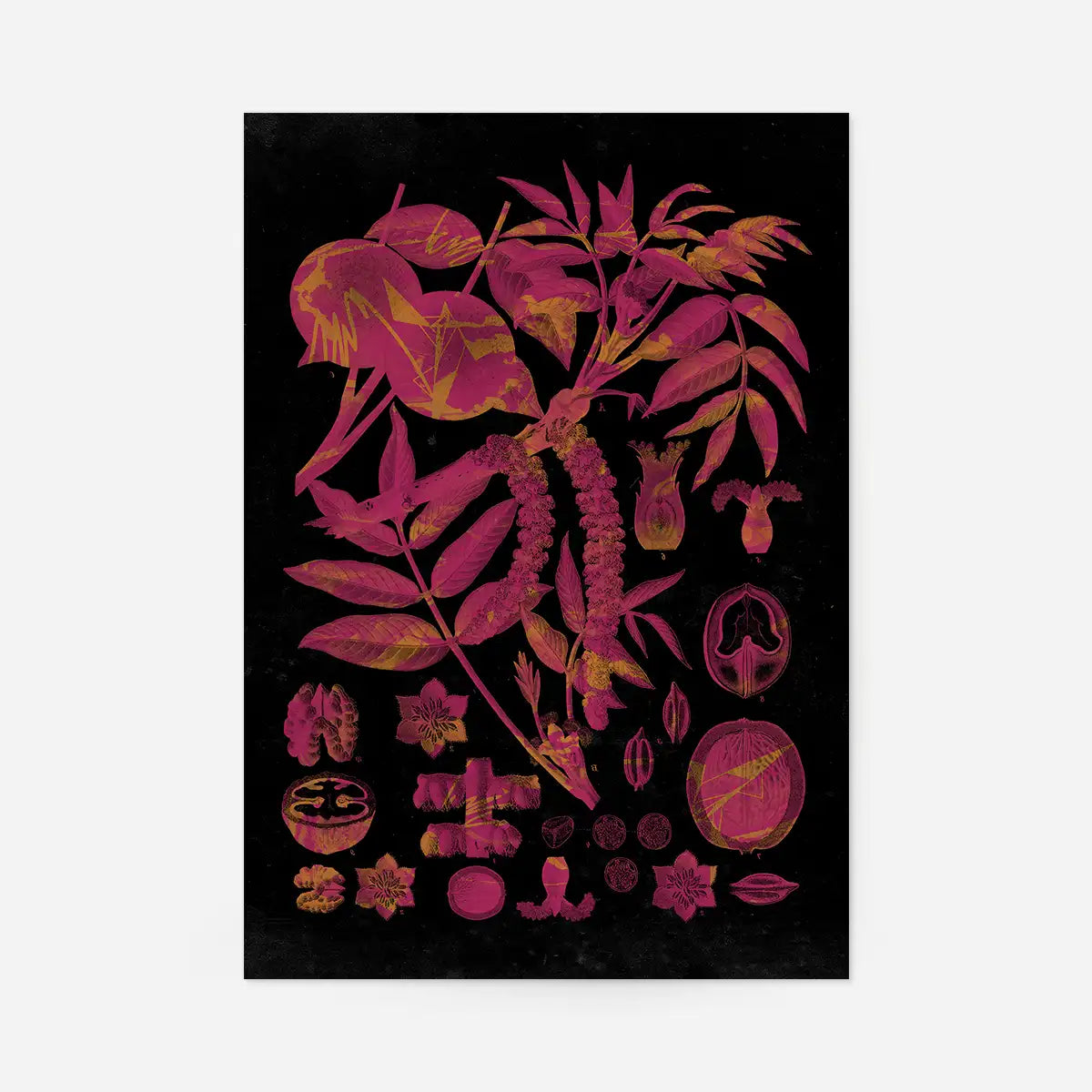 Vintage Walnut Botanical Black Print