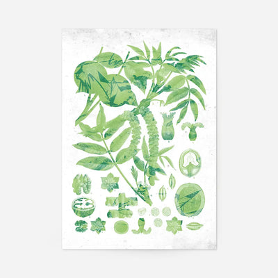 Vintage Walnut Botanical Green Print