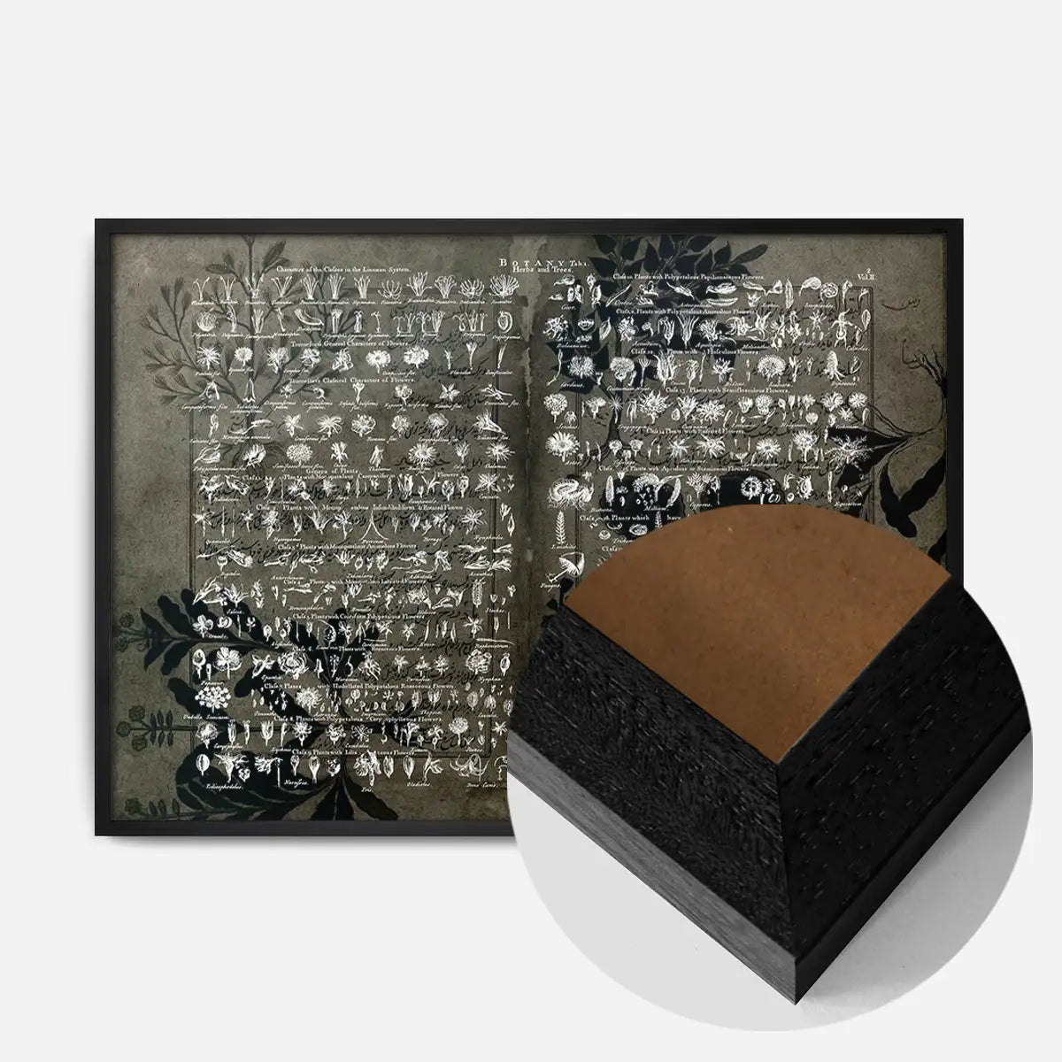 Vintage Botany Chart Dark Print